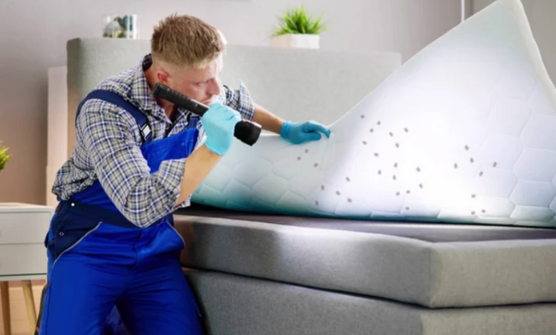 Expert-Approved Bedbug Control Strategies