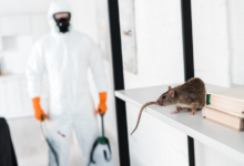 Exterminators in Chelmsford: Reliable Pest Control Experts for Every Season