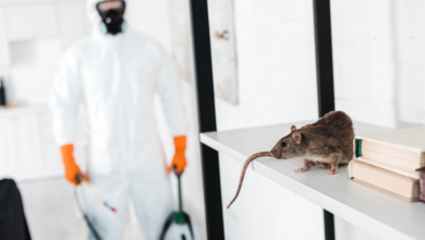 Exterminators in Chelmsford: Reliable Pest Control Experts for Every Season