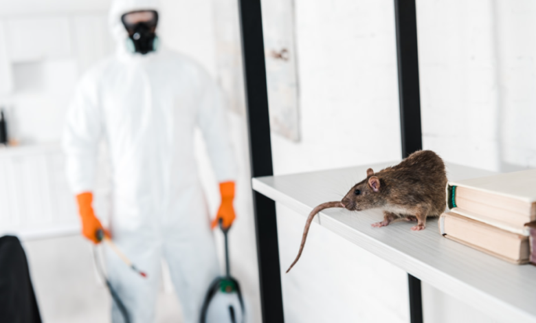 Exterminators in Chelmsford: Reliable Pest Control Experts for Every Season